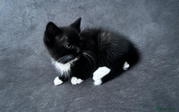 Ragdoll cats for sale: Adorable 9 Week Old Kittens - Litter Trained - Image 8