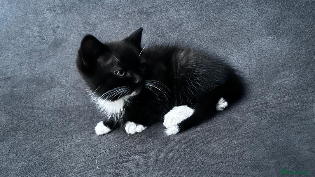 Ragdoll cats for sale: Adorable 9 Week Old Kittens - Litter Trained - Image 8