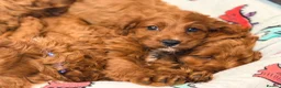Cavapoo dogs for sale: Extensively health tested F1 Toy Cavapoo Puppies - Advert 5