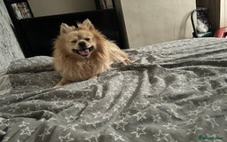 Pomeranian dogs for sale: Pomeranian 4 years old  - Image 3