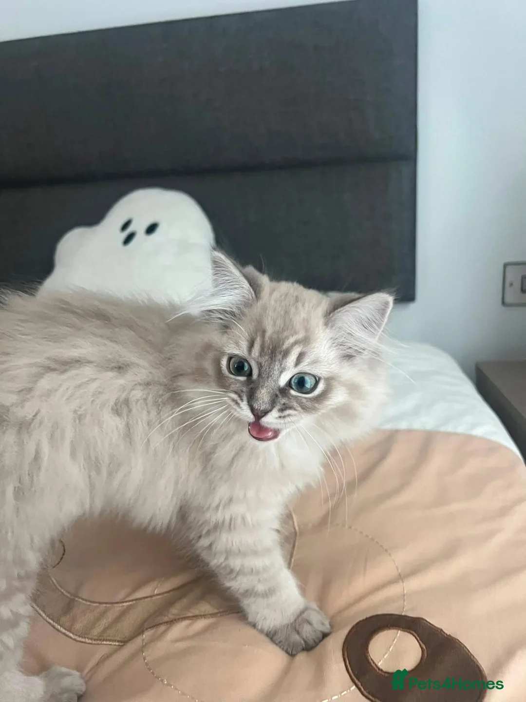 Ragdoll cats for sale: 3 beautiful fluffy ragdoll kittens - Advert 2