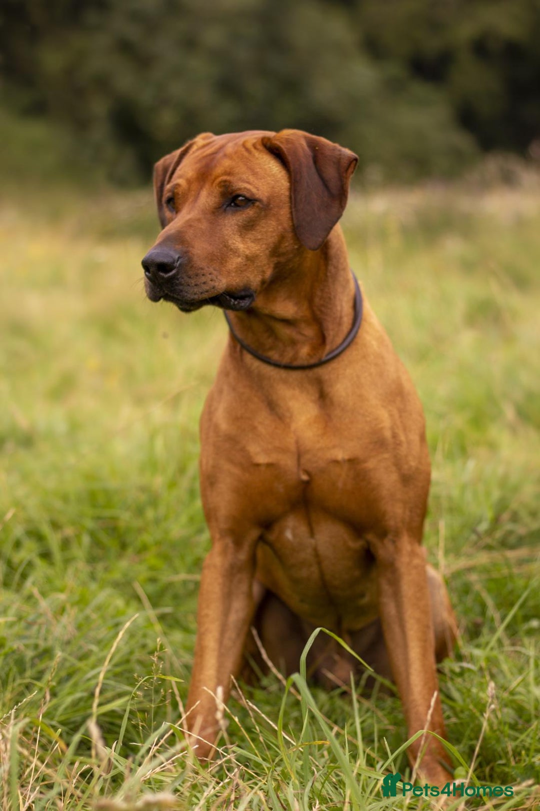 Rhodesian Ridgeback dogs for sale: Gorgeous Rhodesian Ridgeback Puppies  - Image 5