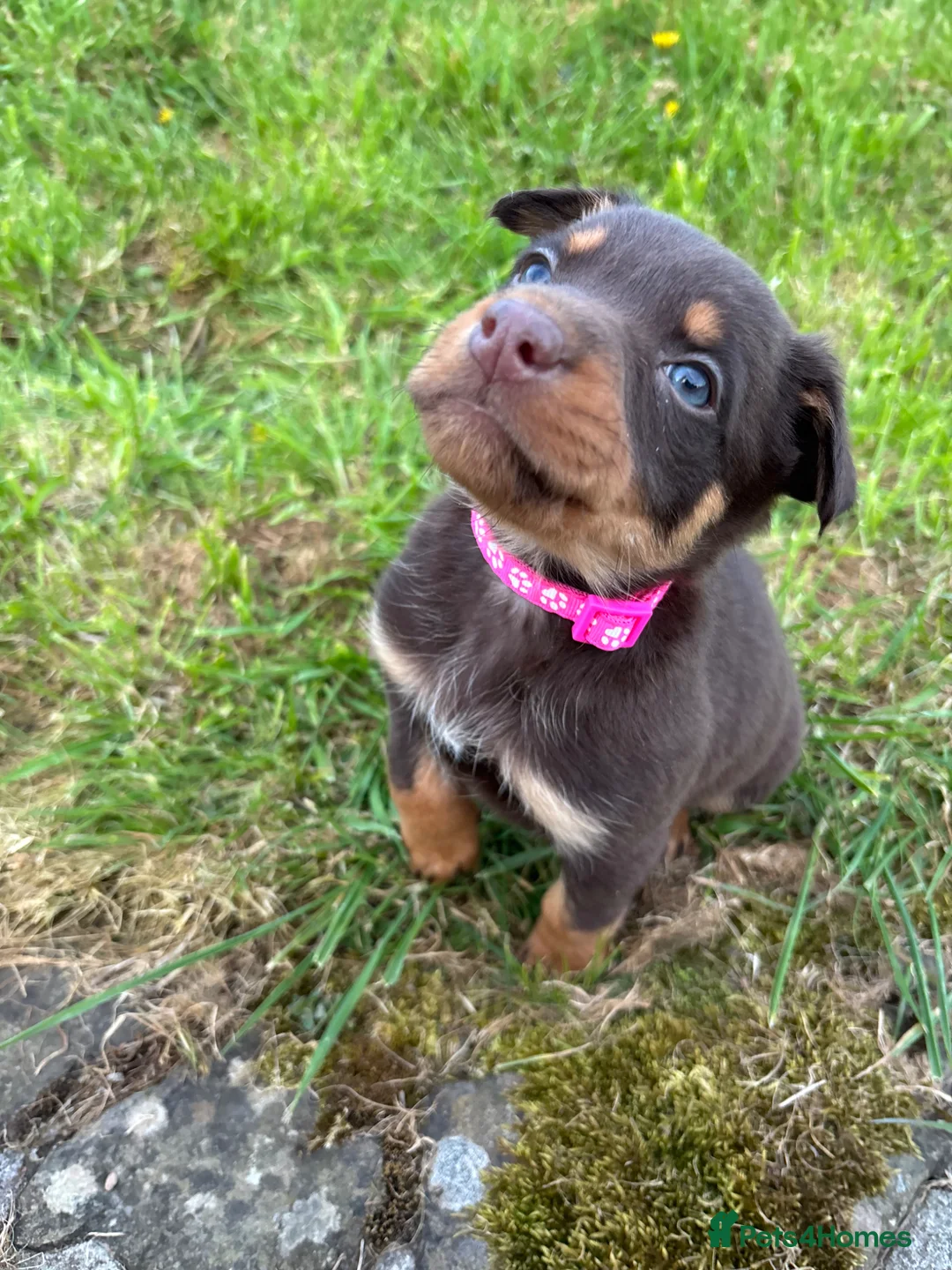 Australian Kelpie dogs for sale: Last 2 Vaccinated Australian Kelpie Puppies - Advert 40