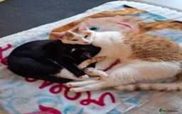 Mixed Breed cats for sale: A male kitten and a 11 month old female cat  - Image 1