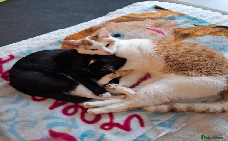 Mixed Breed cats - Advert 10