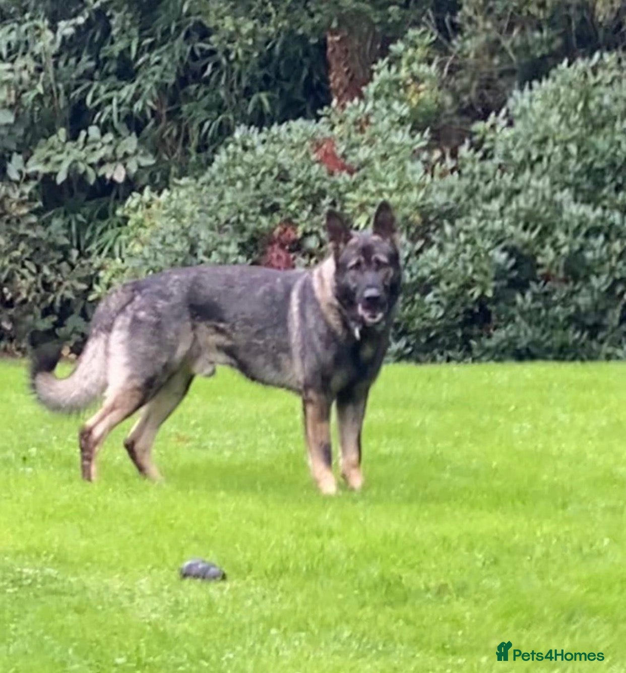 German Shepherd dogs for sale: 🐶Royal Kennel Club Straight Back GSD puppies🐶 in Virginia Water - Advert 3