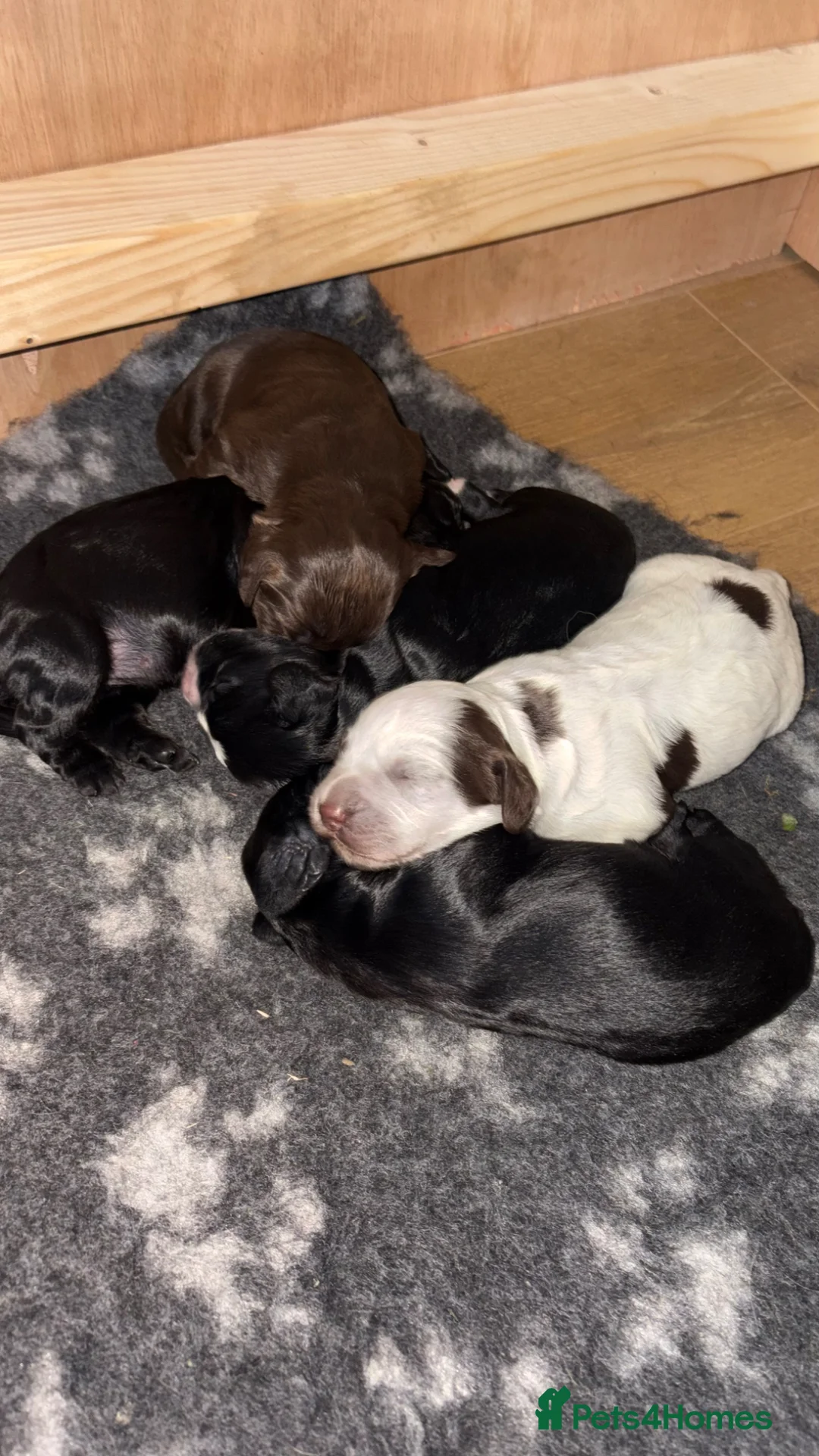 Sprocker dogs for sale: WORKING SPROCKER PUPPIES  - Advert 1