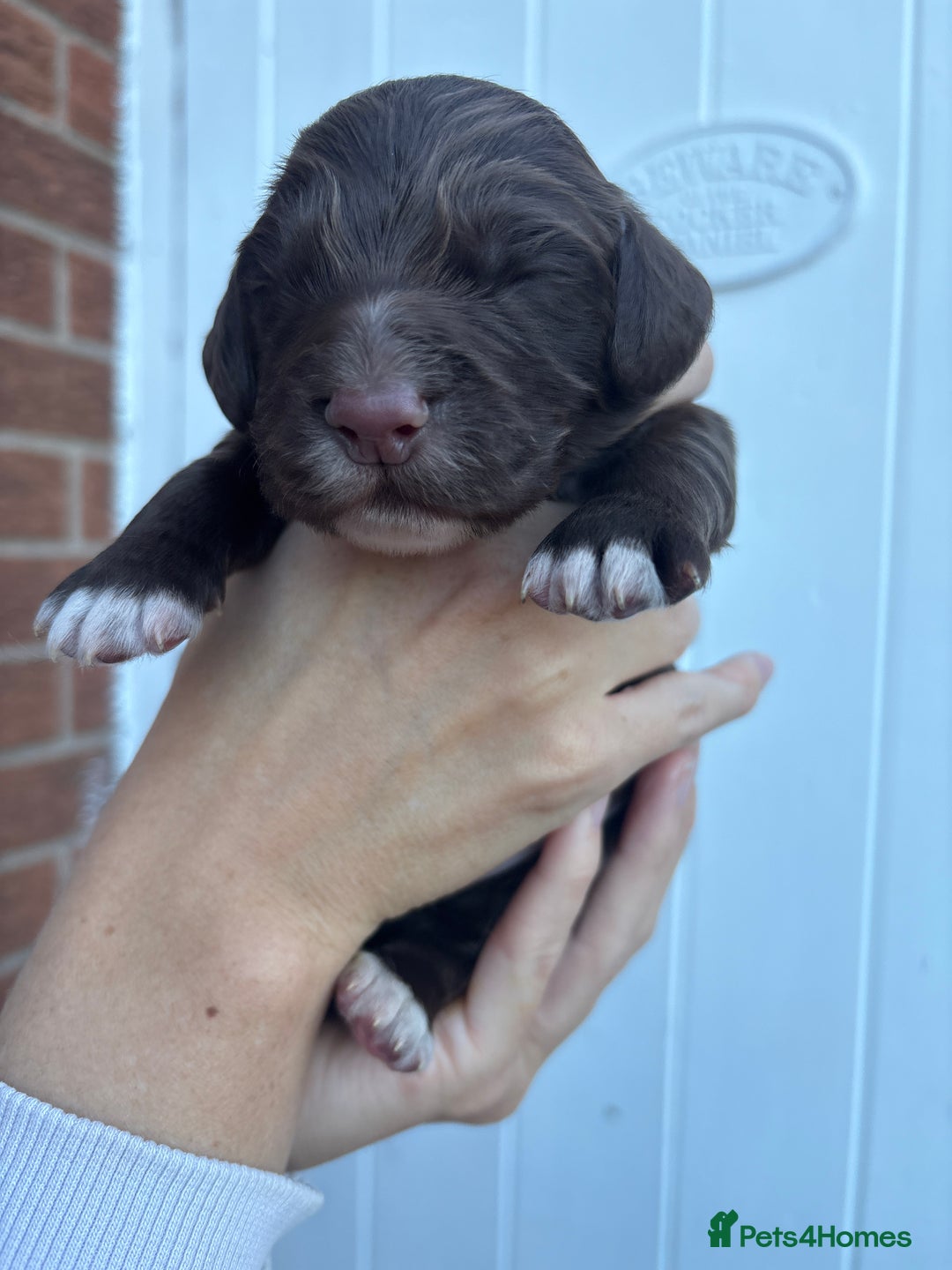 Cocker Spaniel dogs for sale: Stunning WCS pups - Image 20