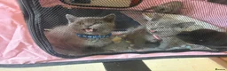 British Shorthair cats for sale: British Shorthair kittens  - Advert 4