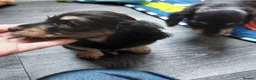 Miniature Dachshund dogs for sale: Gorgeous long-haired Miniature Dachshund Puppies - Advert 3