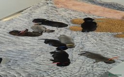 Mixed Breed dogs for sale: Chaffy puppies - Image 10