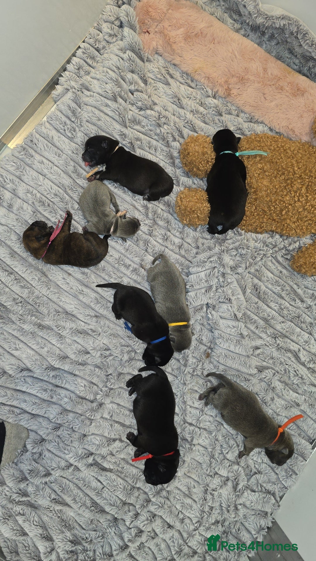 Mixed Breed dogs for sale: Chaffy puppies - Image 10