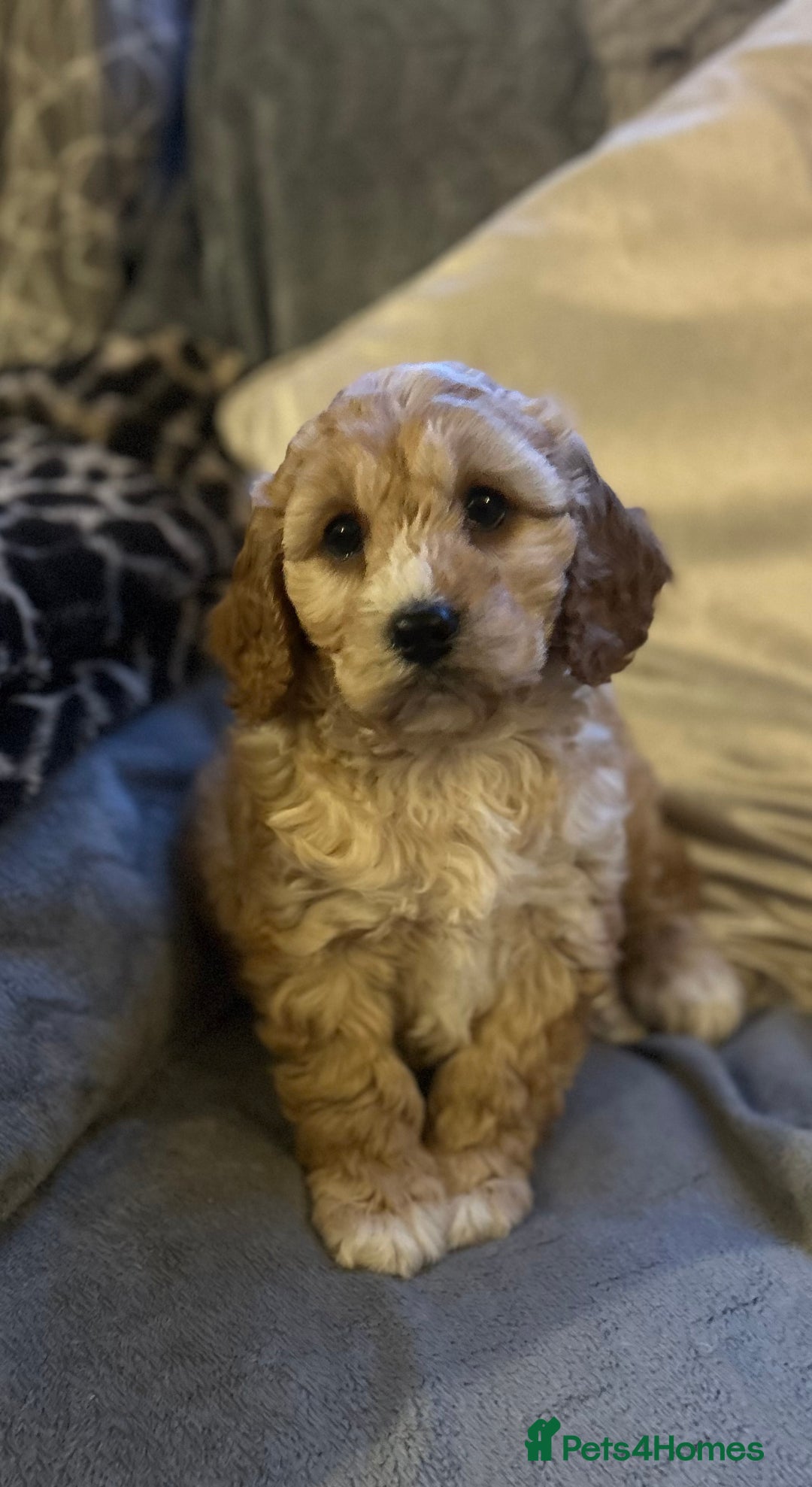 Cockapoo dogs for sale: Cockapoo Puppy - Advert 6