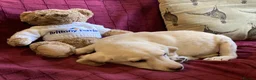 Labrador Retriever dogs for sale: Beautiful Golden Labrador Boy Puppy - Advert 2