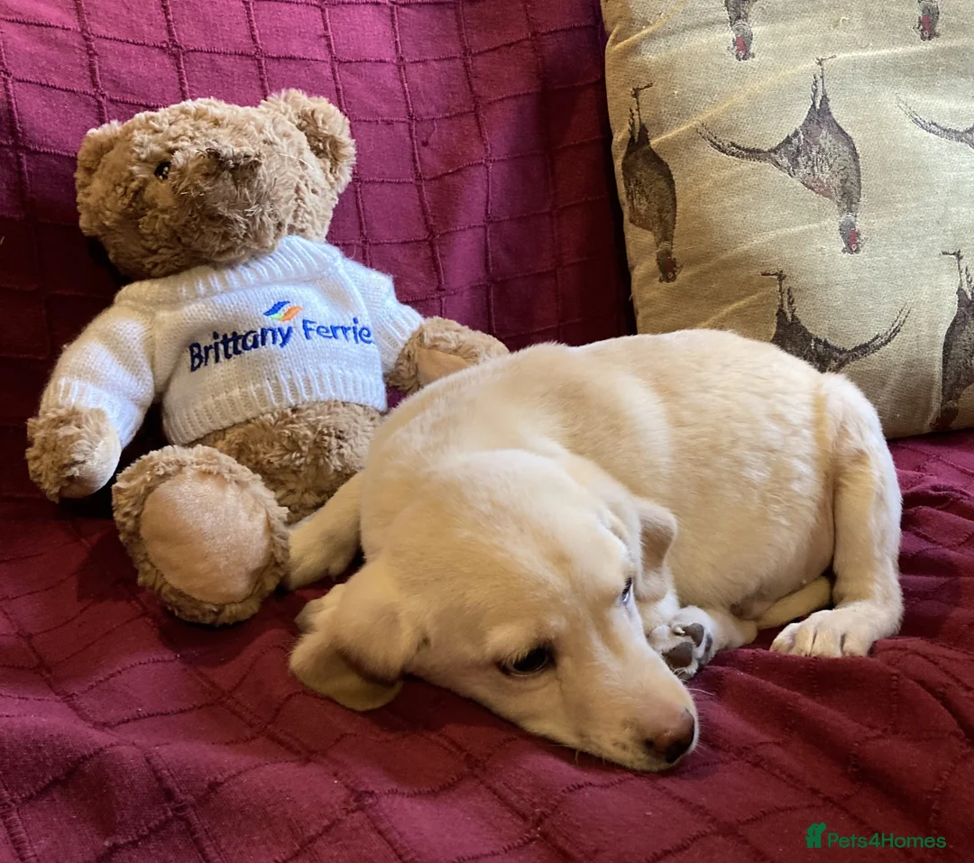 Labrador Retriever dogs for sale: Beautiful Golden Labrador Boy Puppy - Advert 2