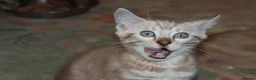Bengal cats for sale: Beautiful TICA Registered Male Bengal Kittens - Advert 7