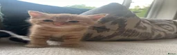 Mixed Breed cats for sale: 3 beautiful fur babies - Advert 8