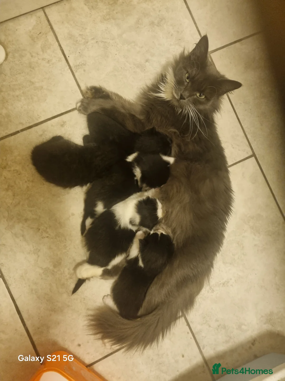 Mixed Breed cats for sale: long-haired kittens looking for a loving home - Advert 3