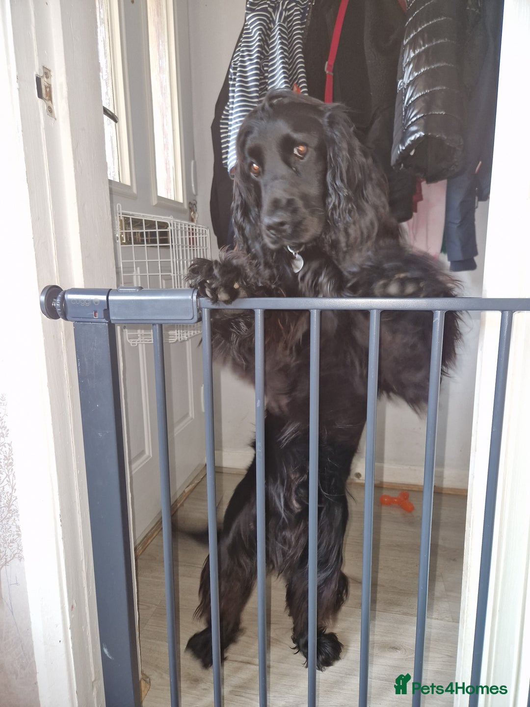 Cocker Spaniel dogs for sale: Loki  - Image 8