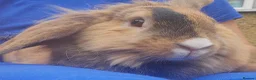 Mixed Breed rabbits for sale: Bunny's  - Advert 10