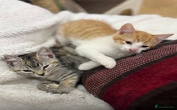 Mixed Breed cats for sale: 2 kittens  in Grays - Image 1