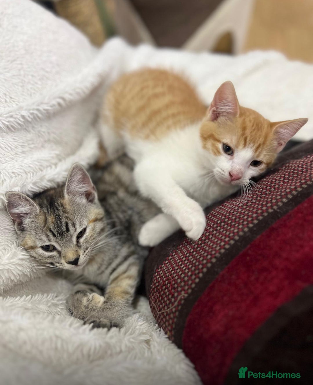 Mixed Breed cats for sale: 2 kittens  in Grays - Image 1