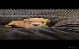 Cockapoo dogs for sale: cockapoo - Image 13