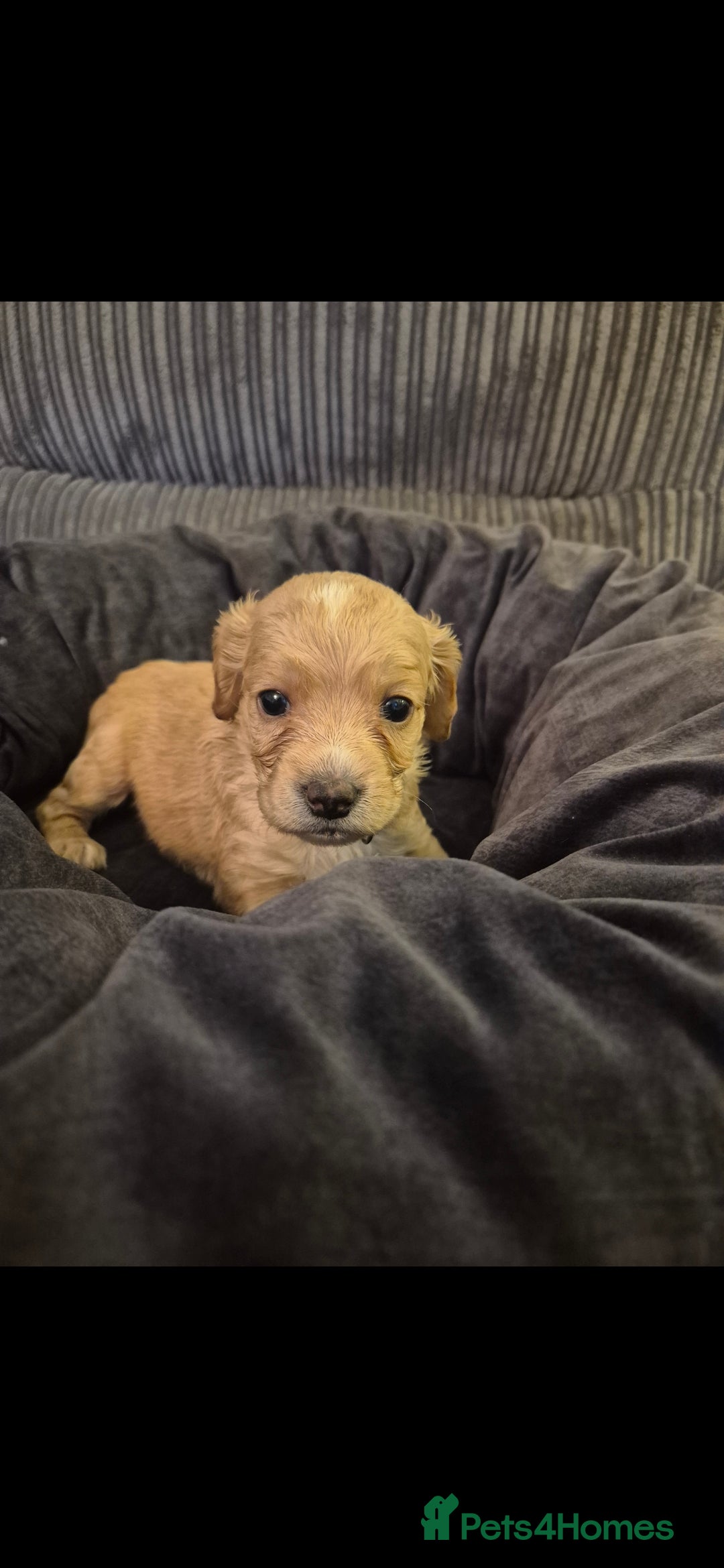 Cockapoo dogs for sale: cockapoo - Image 13