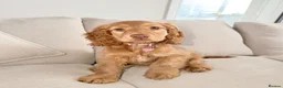 Cocker Spaniel dogs for sale: Kc reg show cocker spaniel male and female  - Advert 5