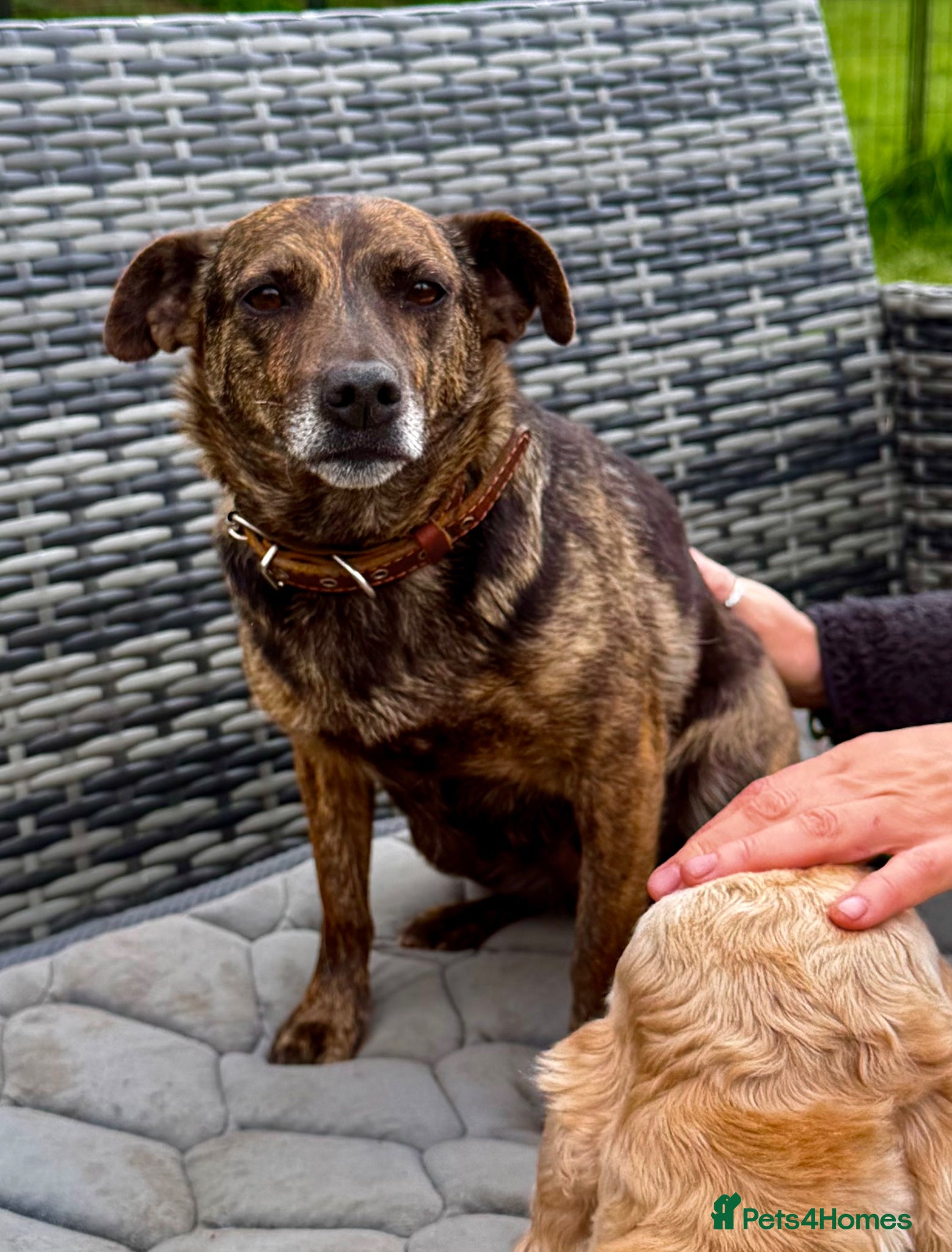 German Shepherd dogs 🐾 JUNA – German Shepherd  - Advert 3