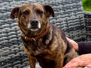 German Shepherd dogs 🐾 JUNA – German Shepherd - Advert 1