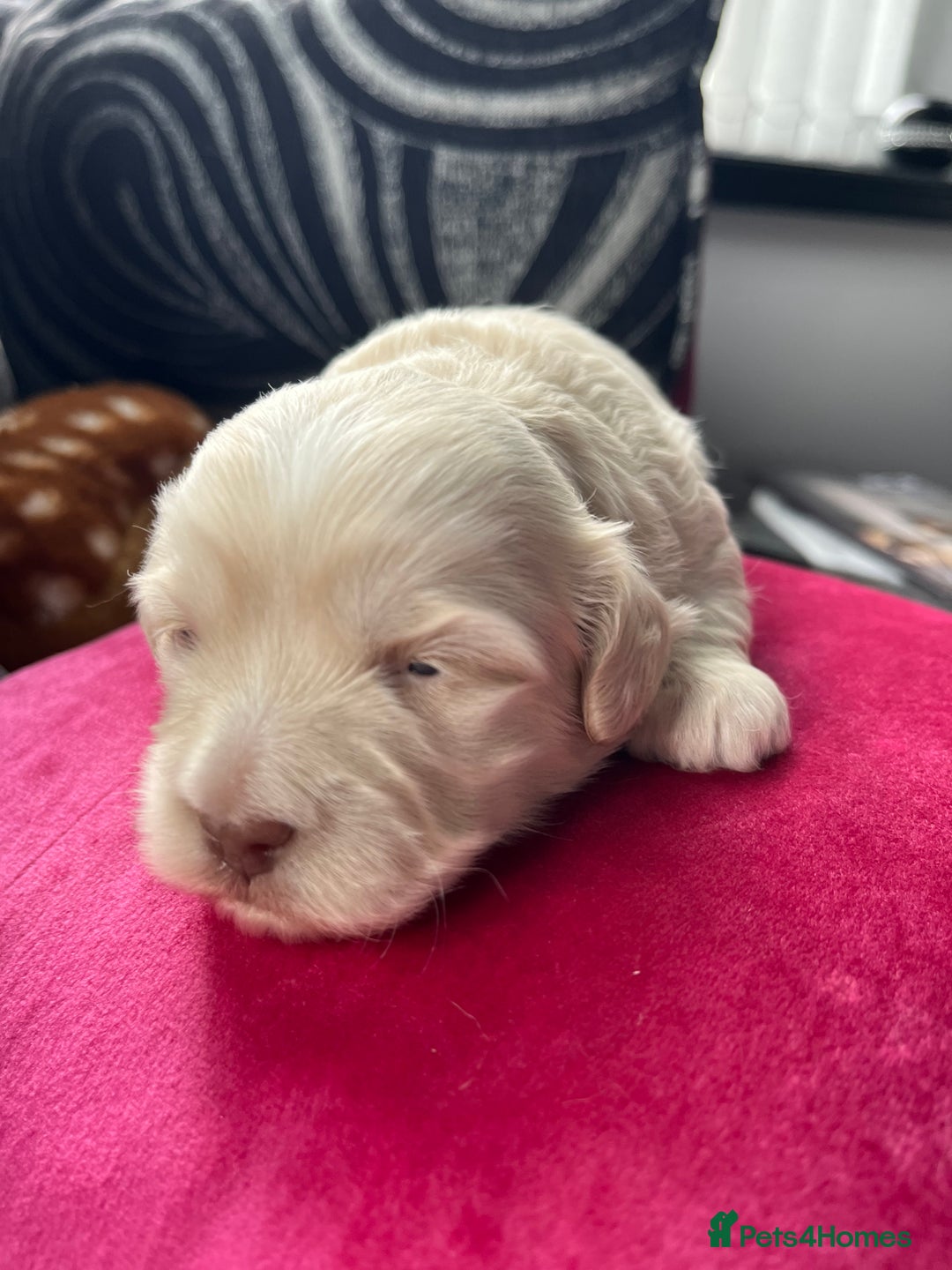 Mixed Breed dogs for sale: Amazing Shweenie girl - Advert 9