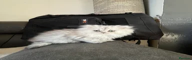 Persian 1