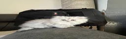 Persian cats for sale: Chinchilla Persians  - Advert 8