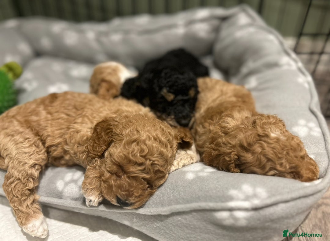 Cavapoo dogs for sale: Gorgeous Golden Cavapoo  - Advert 2