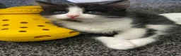 Mixed Breed cats for sale: Kittens  in Brighton - Advert 9