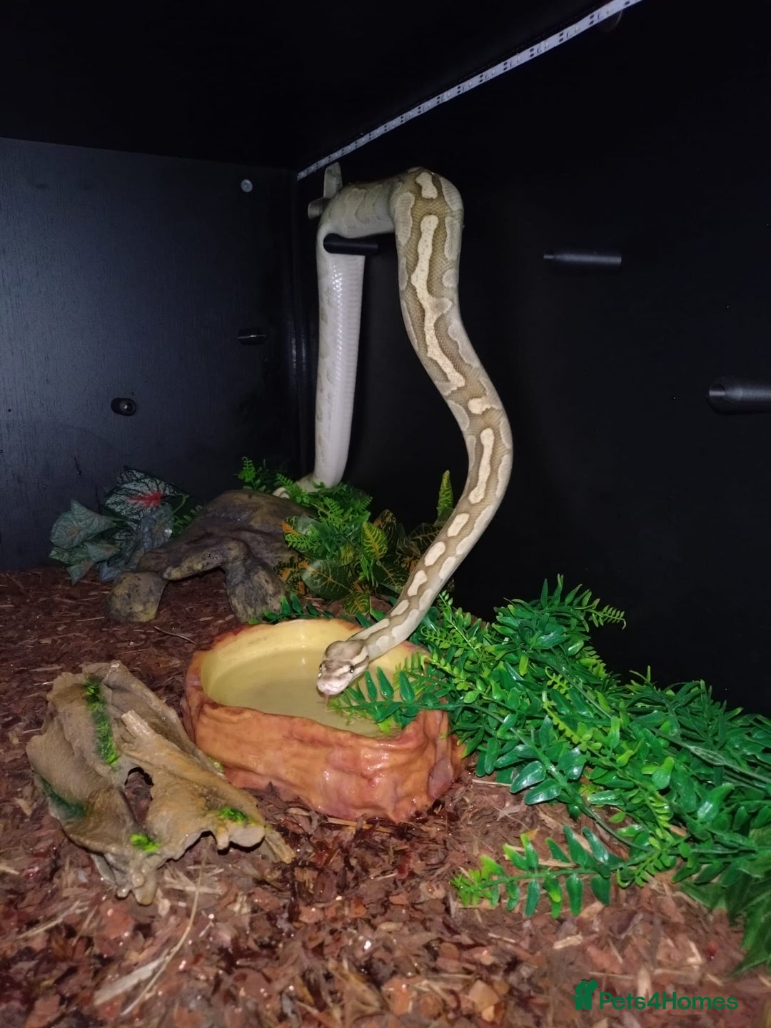 Python Snake reptiles for sale: Ball Python with full set up - Advert 2