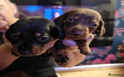 Miniature Dachshund dogs for sale: 4 miniature dachshund looking for forever homes  - Image 2