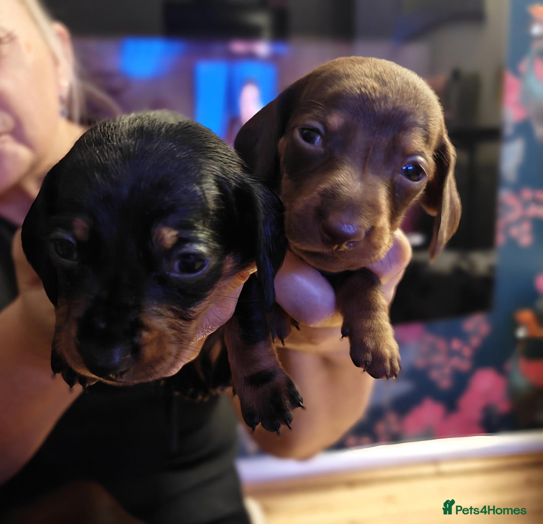 Miniature Dachshund dogs for sale: 4 miniature dachshund looking for forever homes  - Image 2