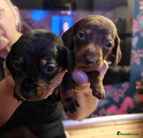 Miniature Dachshund dogs - Advert 3