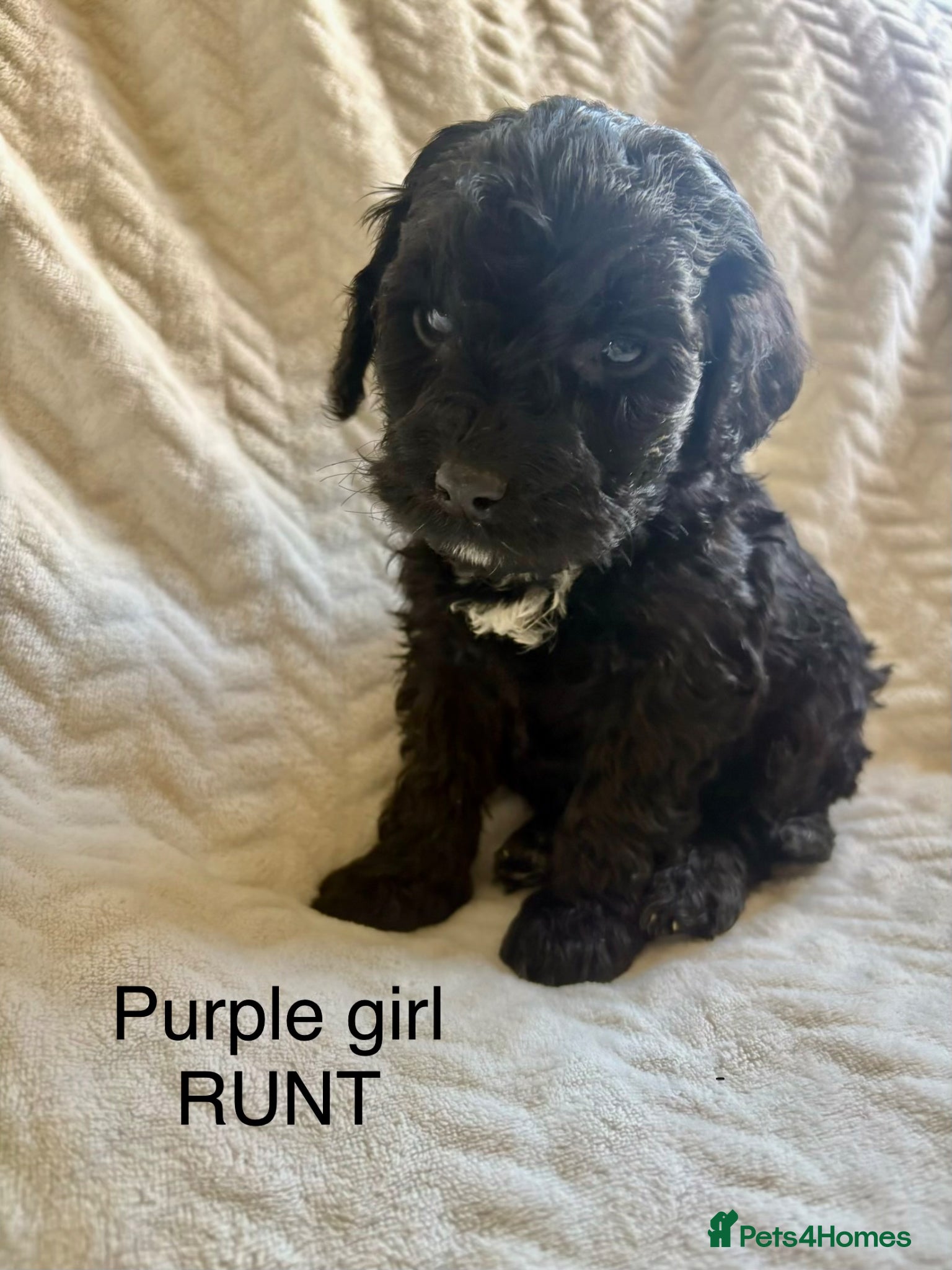 Cockapoo dogs Cockapoo’s F1B ready to leave  - Advert 2