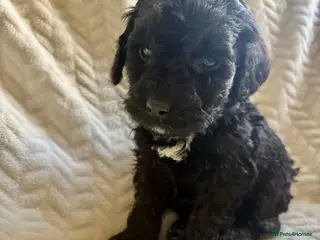 Cockapoo dogs Cockapoo’s F1B ready to leave - Advert 2