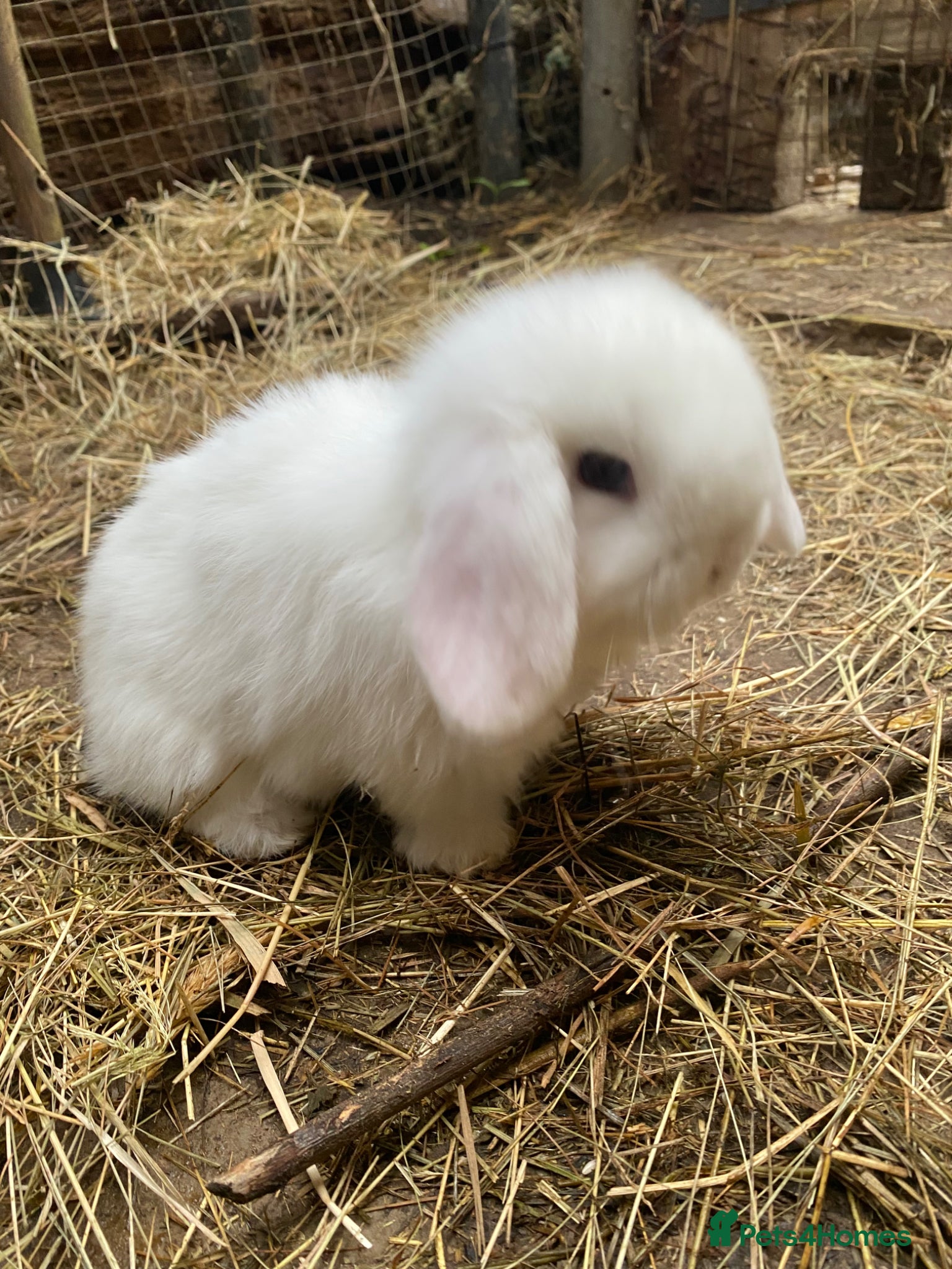 Mini Lop rabbits Family bred Blue eyed white 100% pure Mini Lops  - Advert 2