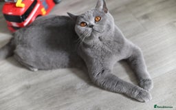 British Shorthair cats for sale: GCCF champ bloodlines Bsh - Image 26