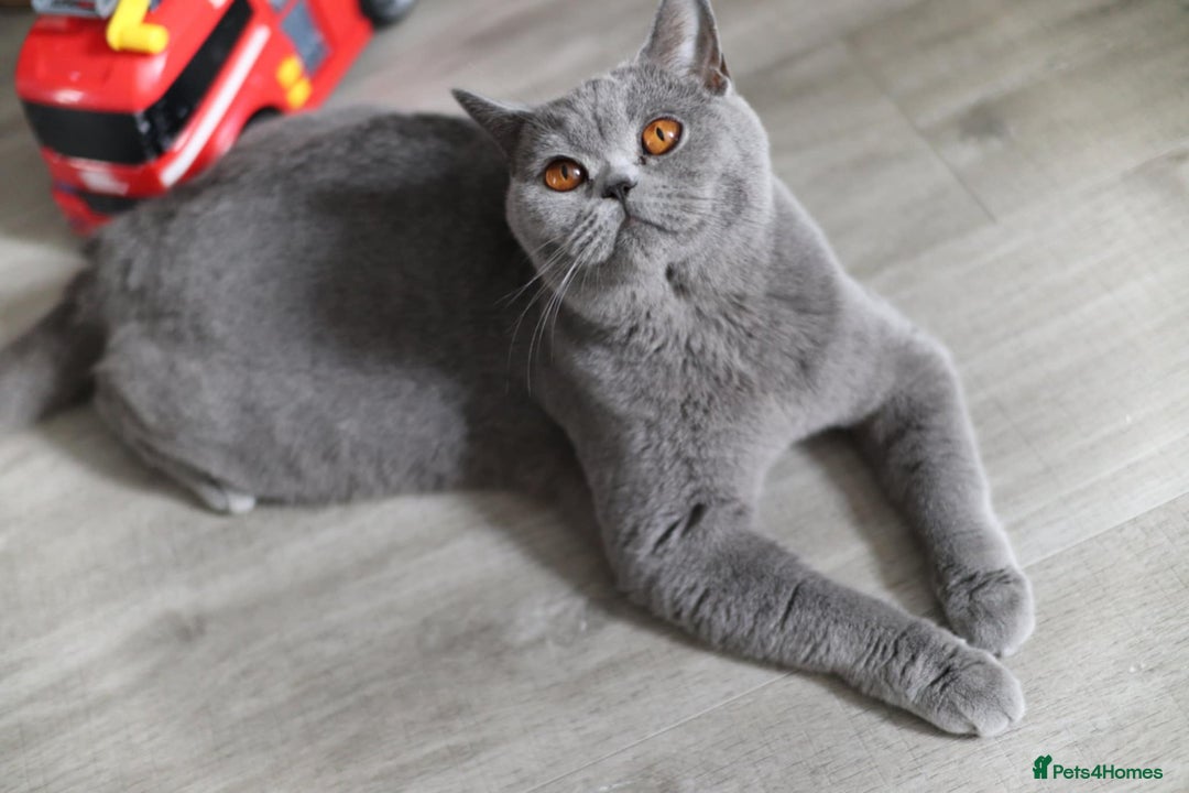 British Shorthair cats for sale: GCCF champ bloodlines Bsh - Image 26
