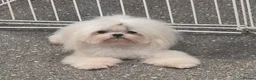 Maltese dogs for stud: Amazing TINY Korean Maltese FOR STUD ONLY. - Advert 3