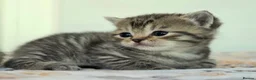 British Shorthair cats for sale: Gorgeous Golden Tabby ✨ British Shorthair Kitten ⭐ - Advert 37