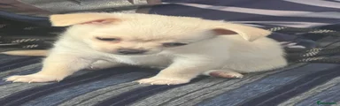 Chihuahua 2
