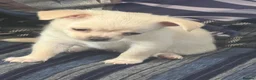 Chihuahua dogs for sale: 2cuddly chi puppies  - Advert 2