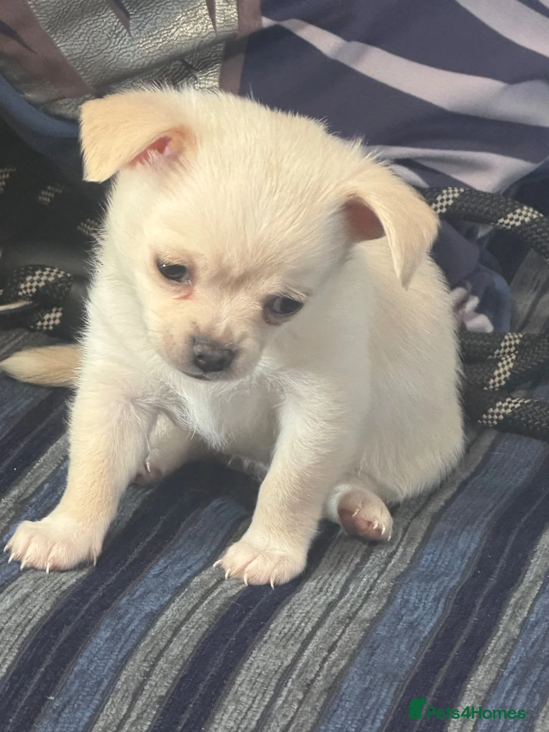 Chihuahua dogs for sale: 2cuddly chi puppies  - Advert 2